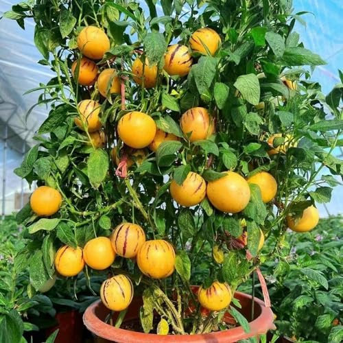 10 pcs birnenmelone pflanze samen - Pepino Melon - samen gemüse alte sorten, obstsamen & -pflanzen melonenbirne pepino pflanze bonsai, pflanzen winterhart draußen alte gemüsesorten