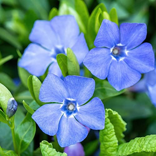 neue frische 100 Stück Samen Vinca Minor Blumensamen
