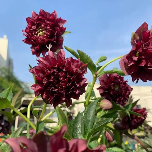 christrosen kaufen - garten winterhart stauden für pralle sonne bodendecker 180samen