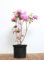 Rhododendron carolinianum 'P.J.Mezitt' 30-40 cm - Rhododendron, rosa Blüten, Blütezeit April-Mai, ideal für Kübel, winterhart und pflegeleicht