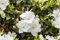 Rhododendron obtusum 'Maischnee' 15-20 cm - Azalee, weiße Blüten, Blütezeit Mai, ideal für Kübel und Rabatten, winterhart, pflegeleicht