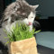 katzengras samen bio - balkongewächshäuser, zimmerpflanzen samen hochbeet balkon, saatgut pflanzen, samen winterharte stauden exotische pflanzen, stauden winterhart mehrjährig bonsai, 300pcs