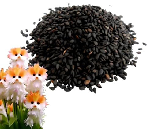 Semi di Orchidea a Forma di Faccia di Gatto, 100 Semi di Fiori Selvatici da Piantare, Semis di Piante a Forma di Faccia di Gatto di Facile Manutenzione, Simpatici Semis di Orchidea Faccias Gattos