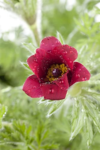 Pulsatilla vulgaris ca. 9x9 cm Topf - Küchenschelle, violette Blüten, Blütezeit März-April, ideal für Steingärten, bienenfreundlich, pflegeleicht