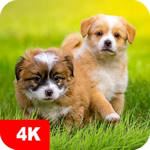 Puppy Wallpapers and Backgrounds apps 4k