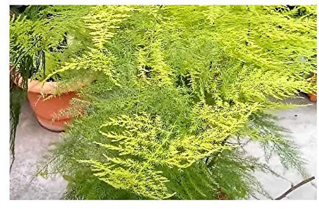 Stk - 20x Asparagus setaceus Federspargel Strauch Pflanzen - Samen B729 - Seeds & Plants Shop by Ipsa