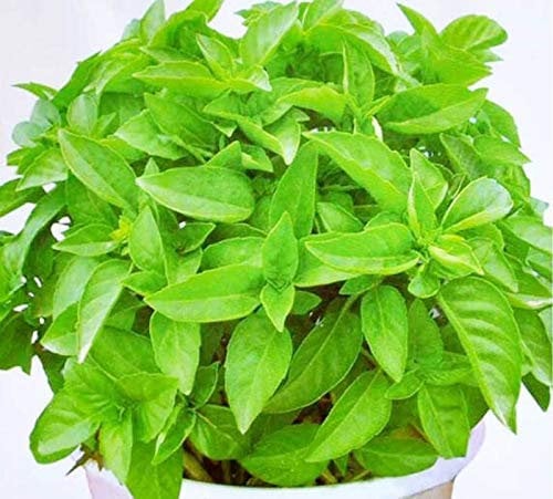 Graines de citronnelle Mozzie Buster Sweet Grass Anti-Moustiques Graines 30+ pour la plantation de jardins potagers…