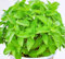 Graines de citronnelle Mozzie Buster Sweet Grass Anti-Moustiques Graines 30+ pour la plantation de jardins potagers…