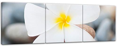 Bilderdepot24 Bild auf Leinwand | Weiße Blüte auf Steinen in 90x30 cm mehrteilig als Panorama Wandbild | Wand-deko Dekoration Wohnung modern Bilder | 203105B