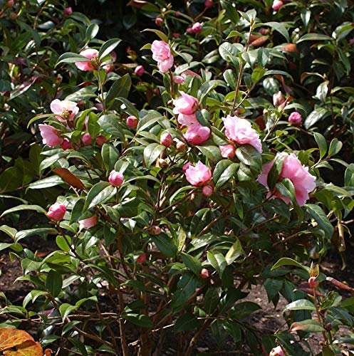 Kamelie Bonomiana 40-60cm - Camelia japonica - Gartenpflanze