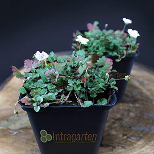 10 Stück Erodium reichardii album von Intragarten Reiherschnabel weiß Bodendecker im Topf