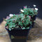10 Stück Erodium reichardii album von Intragarten Reiherschnabel weiß Bodendecker im Topf