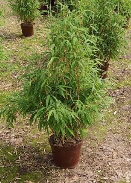 Fargesia murielae Super Jumbo® - Hecken-Bambus Super Jumbo Größe 80-100 cm