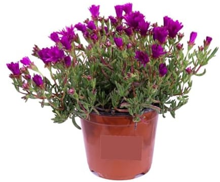 Delosperma Viola (Delosperma cooperi) 1 Piantina in Vaso | Tappeto Fiorito, Fiori Viola a Margherita da Primavera a Autunno, Copertura del Suolo, Facile Coltivazione e Resistente