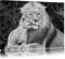 Pixxprint schöner Löwe mit Jungtier B&W, Größe: 60x40cm, Leinwandbild, fertig gespannt, Wandbild, Dekoration, Kunstdruck, kein Poster
