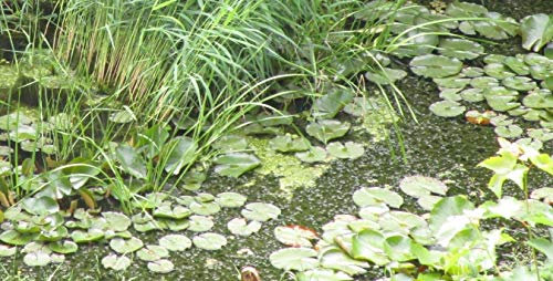 1 Bund Wasserpest (30 Pflanzen) aus Natur-Gartenteich Algenkiller Nr.1 Teichpflanze Schildkrötenfutter