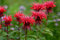 Goldmelisse 50 Samen, Indianernessel, Monarda didyma