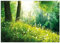 Wallario Glasbild Pusteblumen im Wald mit einfallenden Sonnenstrahlen - 70 x 100 cm Wandbilder Glas in Premium-Qualität: Brillante Farben, freischwebende Optik