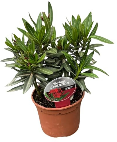 1 PIANTA DI OLEANDRO EVOLUTION CANDY ROSSO VASO 14CM