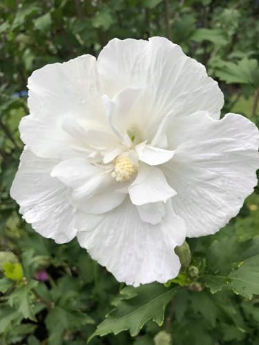 Riesen Hibiskus Weiß gefüllt 10 Samen