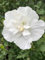 Riesen Hibiskus Weiß gefüllt 30 Samen