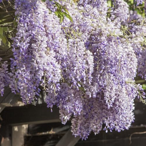 blauregen pflanze winterhart samen (blauregen auf stamm)、 balkonpflanzen、bäume garten winterhart bonsai samen、pflanzen für draußen geschenke für gartenliebhaber blumen 40pcs