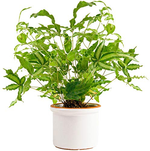 1 x Pteris Albolineata | Premium Panaschierter Farn Pflanze Geschenk | 25-35 cm mit Topf