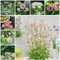 300 pcs sterndolde pflanze winterhart samen - winterharte kübelpflanzen, gartenblumen blumenwiese frühlingsblumen blumen geschenk winterharte stauden saatgut balkon pflanze bodendecker