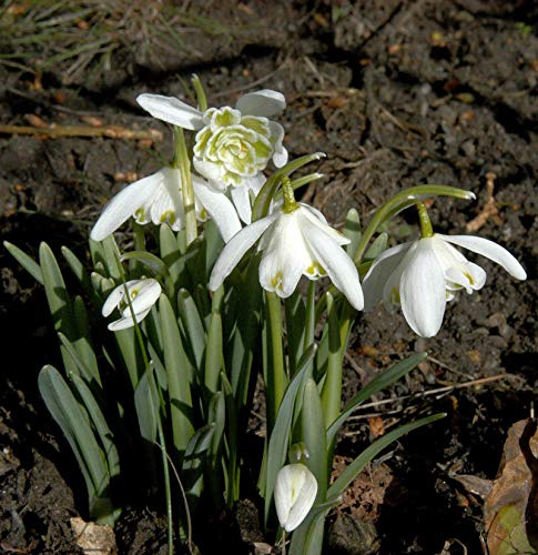 Schneeglöckchen Flore Pleno - Galanthus nivalis - lebende Gartenpflanze aus den Baumschulen