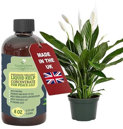 GARDENNOVA Premium Organic Seaweed & Kelp Superfood for Peace Lily Plants - 8 oz - Liquid Kelp Fertilizer Concentrate (Makes 25 Litres)