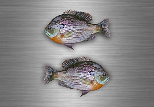 Akacha 2X Sticker Aufkleber hai Fische Angler hecht Abziehbilder Angel Fishing Bluegill