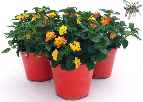 POWERS TO FLOWERS - LANTANA CAMARA ARANCIO 3 PIANTE, VASO 14CM, piante vere