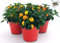 POWERS TO FLOWERS - LANTANA CAMARA ARANCIO 3 PIANTE, VASO 14CM, piante vere
