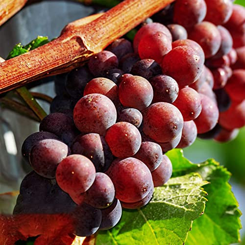 Rot Trauben Samen Winterhart Alte Sorte Traubenkerne Traubensamen Winterhart Weintrauben Pflanzen Samen Weinrebe Kaufen Baum Samen Obst Pflanzensamen Saatgut 250 Stück
