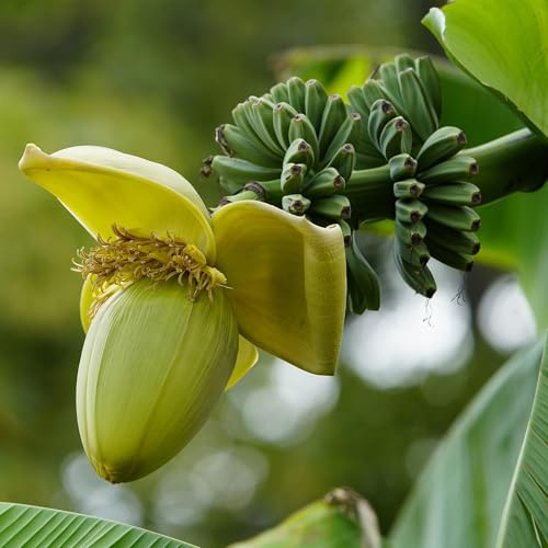 Bananenpflanze Musa Basjoo – 4 Pflanzen – Winterhart – Obstpflanze – Ø17cm Höhe ca. 40cm – Exotisches Flair für Garten, Terrasse & Balkon