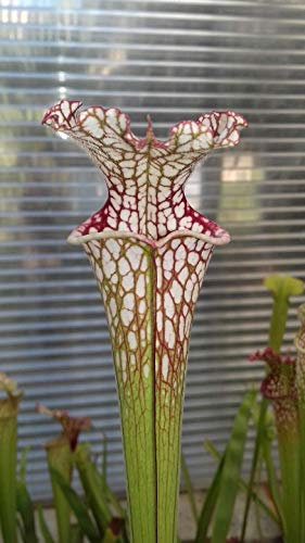 Portal Cool Sarracenia leucophylla - Ctenium Fields, Perdito. al / 1+ / Pianta Carnivora