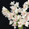 FRJNGC-Bulbi di Cymbidium- Piante di Cymbidium- Apparato radicale forte- Forma unica delle foglie e dei fiori-10 Bulbi-F