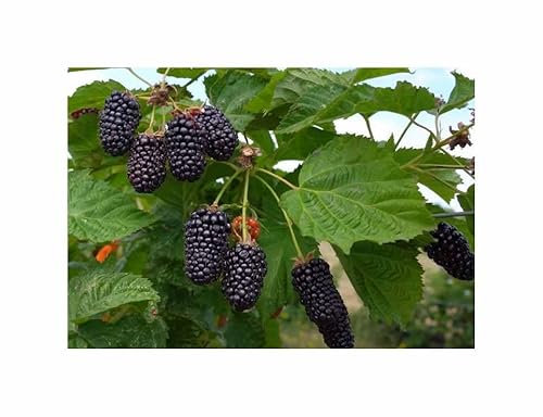 Stk - 25x Riesen F1 Brombeeren Obst Garten Pflanzen - Samen A125 - Seeds & Plants Shop by Ipsa