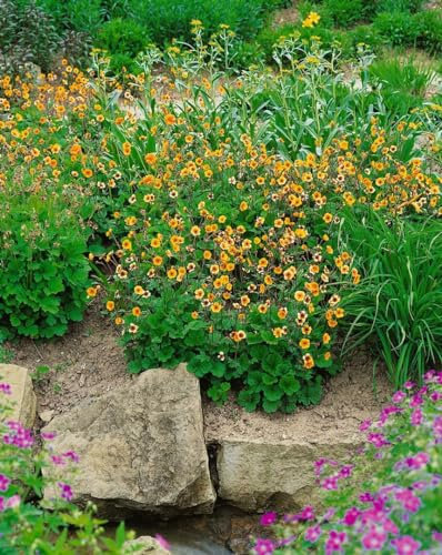 Geum x heldreichii 'Sigiswang' ca. 9x9 cm Topf - Nelkenwurz, orange Blüten, Blütezeit Mai-Juli, ideal für Rabatten, pflegeleicht und winterhart