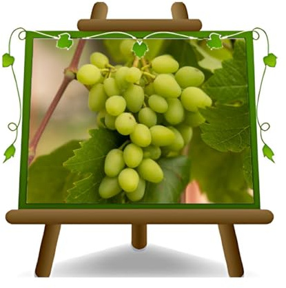 EURO PLANTS VIVAI Vigne Vittoria Plante Fruitière Ancienne Âge 2 ans | pot 20 cm Hauteur 150-170 cm