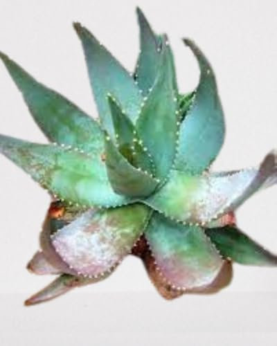 Lot de 25 graines à semer - Le Grenier d'Abondance - ALOE Microstigma - Plante succulente