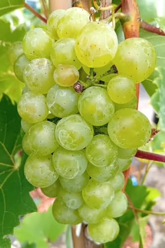 Weintraube Vitis Phoenix frostharte Weinrebe 80-100 cm