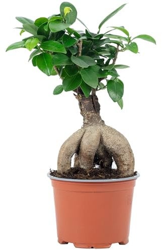Ficus Ginseng - Higo chino (altura aprox. 25 cm, diámetro de la maceta 12 cm)
