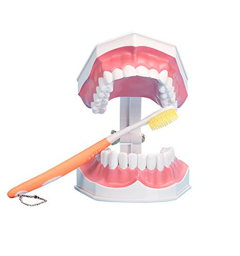 Large Dental Teeth Model,YOUYA DENTAL Teaching Study Brushing Tooth Model Tools with Toothbrush & Removable Lower Teeth for Kids Oral Care Teaching
