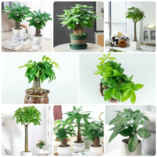 2 pcs glückskastanie pflanze samen - pflanzen für sonnige plätze,Pachira Aquatica, bonsai bäumchen kaufen wanddeko pflanzen baumsamen kübelpflanzen bonsai baum tree balkonpflanzen
