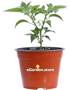 Pianta di Peperoncino Piccante Capiscum diverse varietà pianta ornamentale da esterno peperoncino commestibile da tavola pianta vera venduta da eGarden.store (Hot Banana)