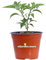 Pianta di Peperoncino Piccante Capiscum diverse varietà pianta ornamentale da esterno peperoncino commestibile da tavola pianta vera venduta da eGarden.store (Hot Banana)