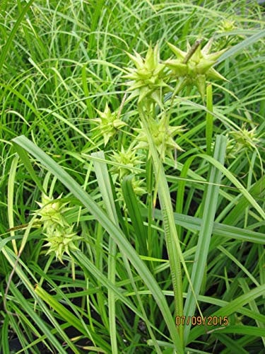 Morgenstern Segge - Carex grayi