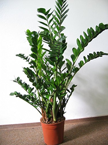 [Palmenlager] - XL Zamioculcas zamiifolia Zamia Farn 90/100 cm - Pot 21 cm Ø - Glücksfeder - Zimmerpflanze