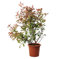 KENTIS - Photinia × Fraseri Pink Marble con Decorazione Vaso in Juta - Pianta di Fotinia - Piante Vere da Esterno Resistenti - Pianta da Siepe da Giardino - H 100-125 cm Vaso Ø 24 cm